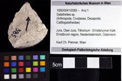 Foto (Objket + Etiketten) von Galatheites sp. 